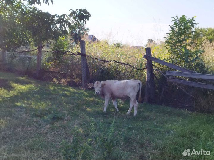 Корова с телёнком