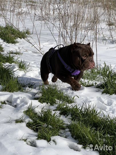 Американский булли вязка