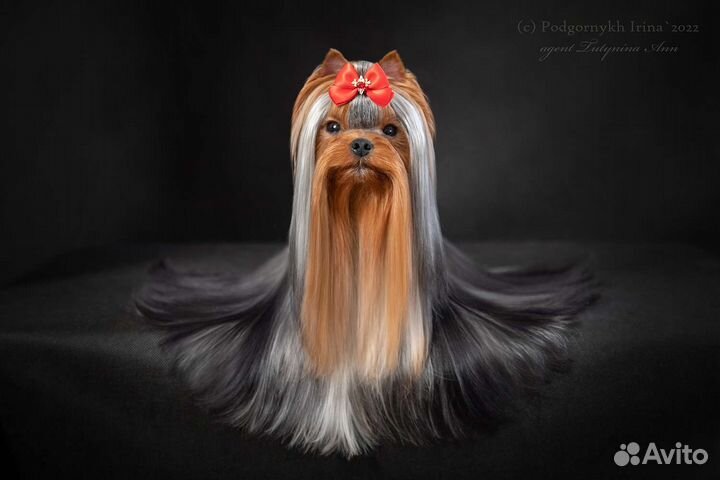 Йоркширский терьер Чемпион вязка