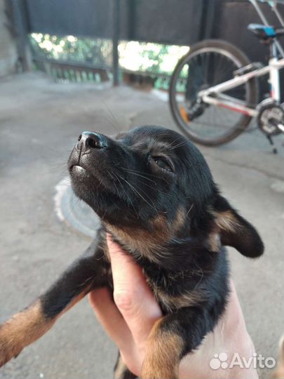 Собака в добрые руки отдам бесплатно