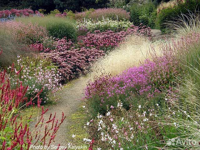 Декоративные злаки