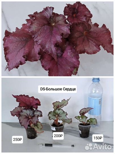 Сортовые бегонии