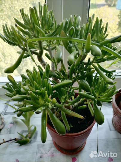 Толстянка - хоббит