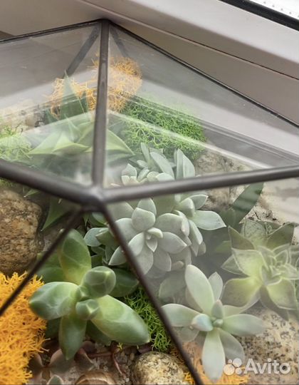 Флорариум «Кристалл пустыни »