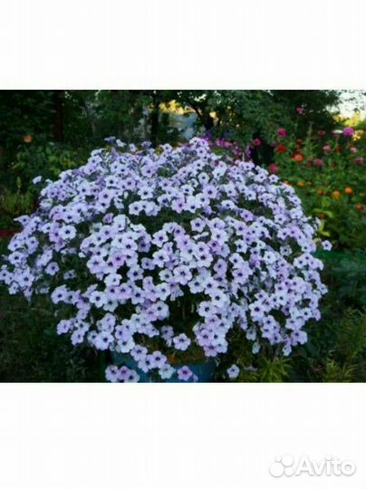 Петуния Тайдал Вейф Сильвер