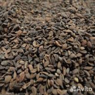 Фацелия пижмолистная 