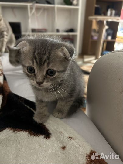 Котята вислоухие