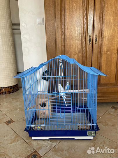Волнистые попугаи с клеткой