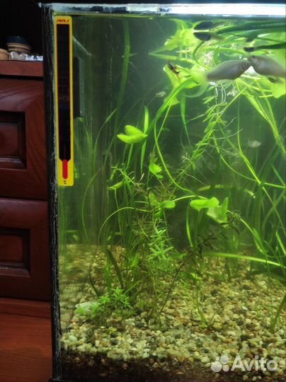 Аквариум Aquatlantis Aquadream 80 (90л) с рыбками