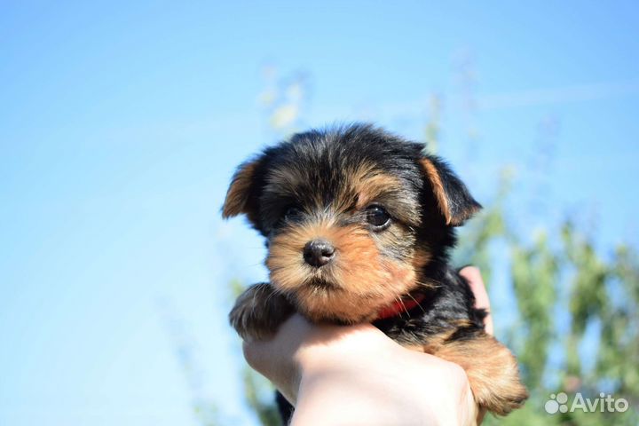 Щенки йорка мини бэби фейс с документами