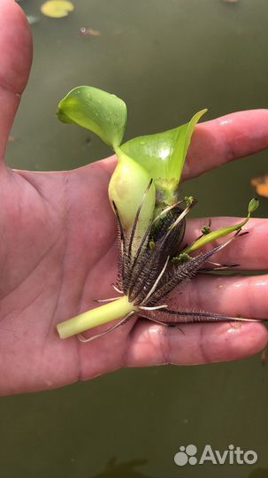 Гиацинт (эйхорния ) для пруда