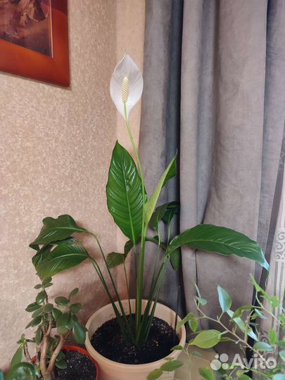 Комнатные растения