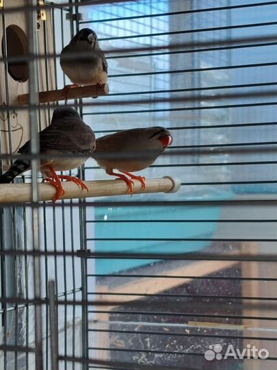 Зебровые амадины