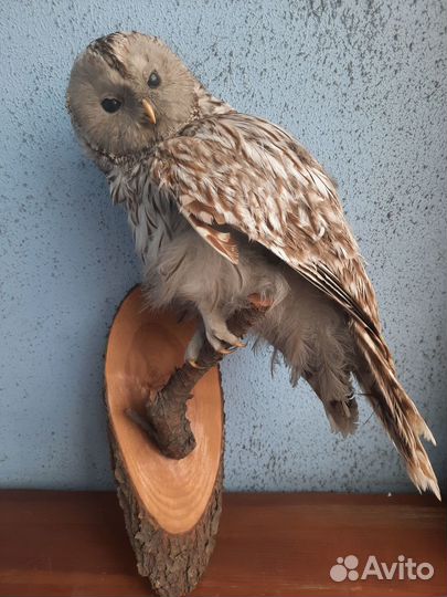 Чучело совы