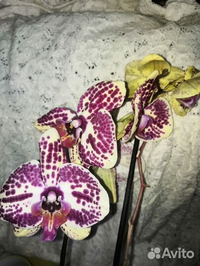 Орхидея фаленопсис