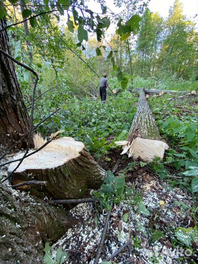 Кругляк липа