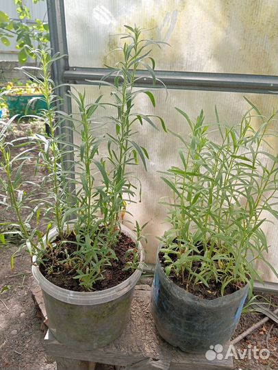 Эстрагон (тархун) розмарин