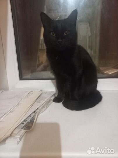 Отдам в добрые руки