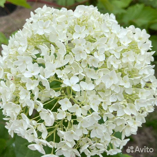 Гортензия Аннабель