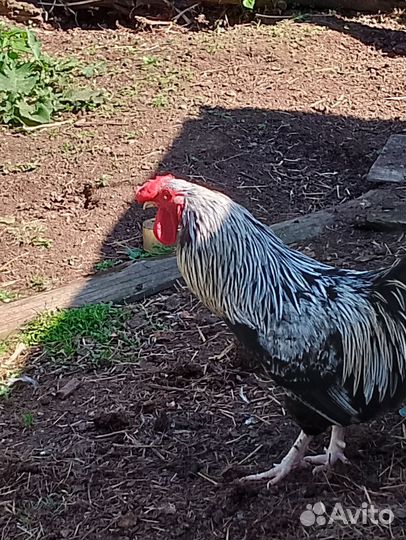 Петухи порода Брама