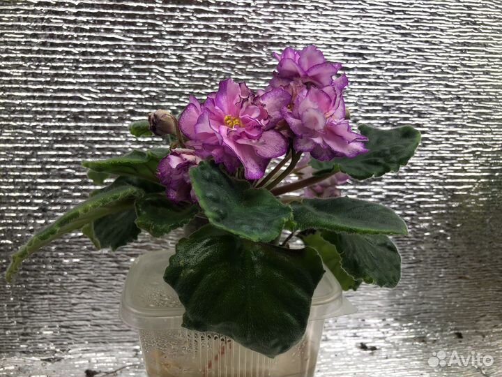 Фиалка сортовая