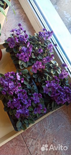 Сортовые фиалки мини