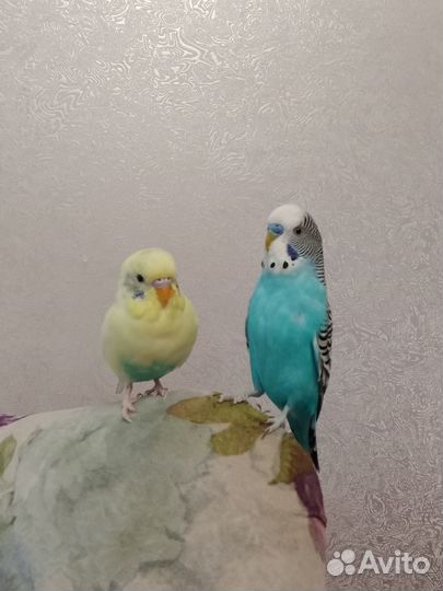 Передержка домашних грызунов/птиц