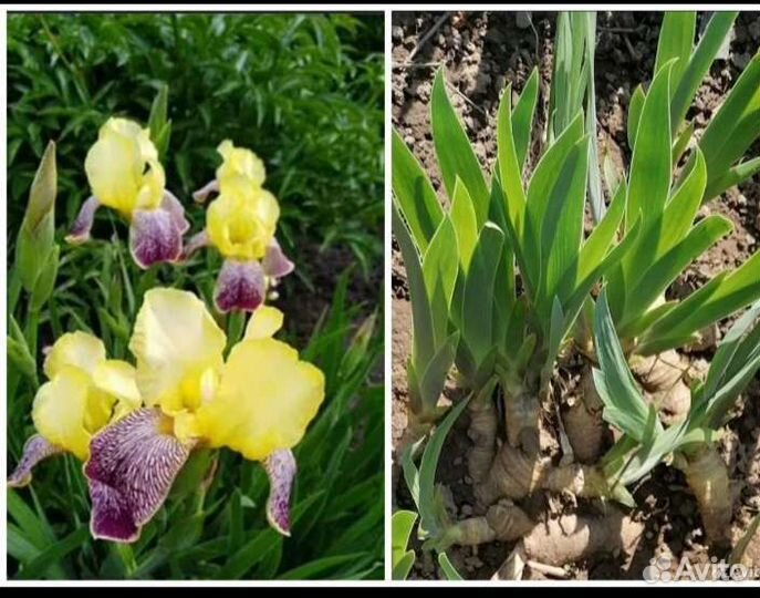 Ирисы бородатые, вербейник