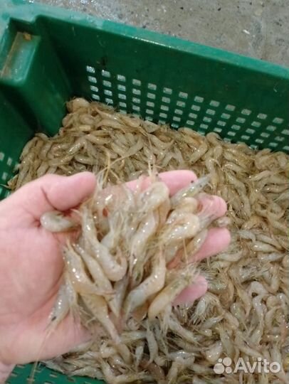 Креветка свежемороженная