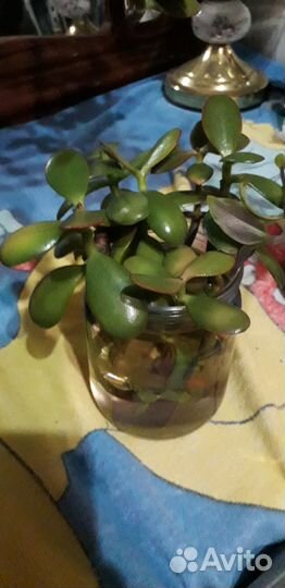 Отростки цветов