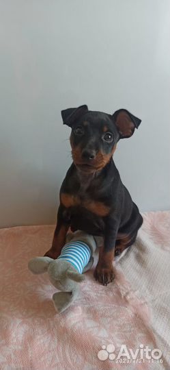 Щенки цвергпинчера