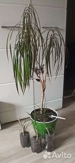 Пальма драцена