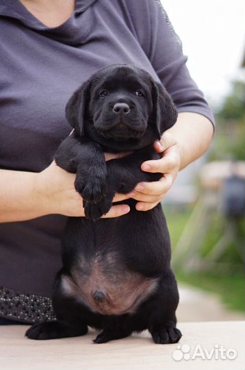 Щенки лабрадора