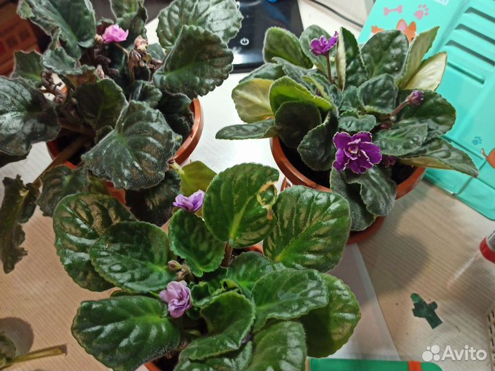 Фиалки цветущие в горшке