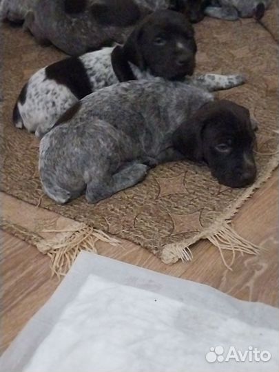 Щенки курцхаара