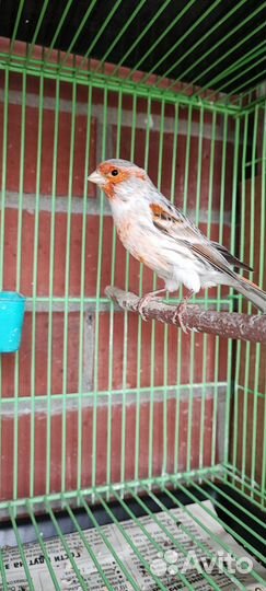 Канарейки Мозаик