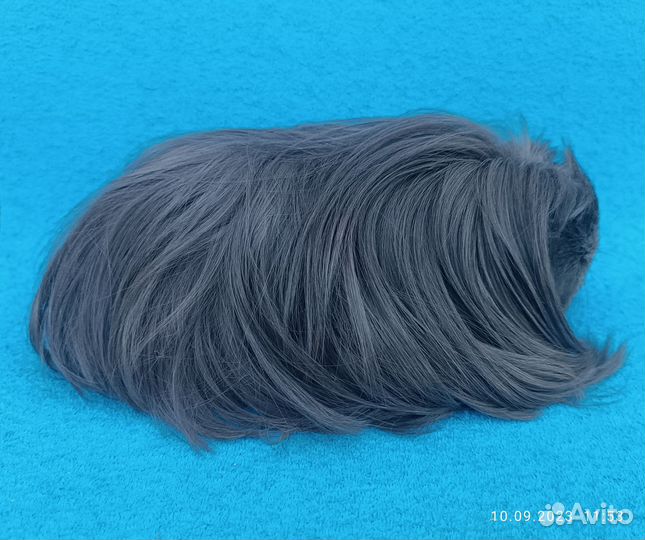 Морская свинка