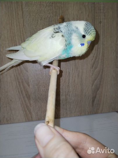 Попугай ввп