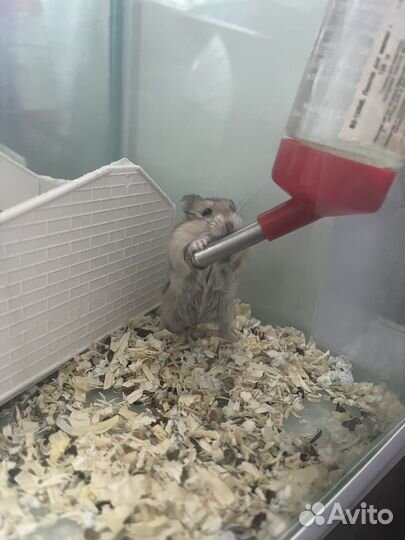 Джунгарский хомяк