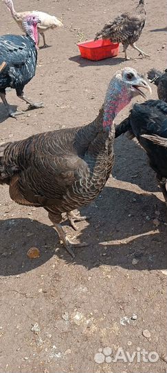 Индюки и индюшата