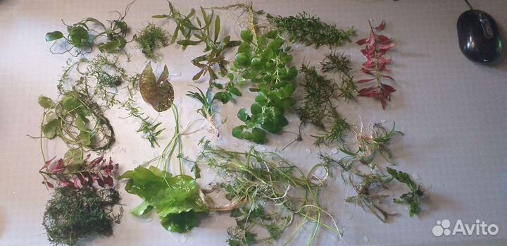 10 разных аквариумных растений за шоколадку