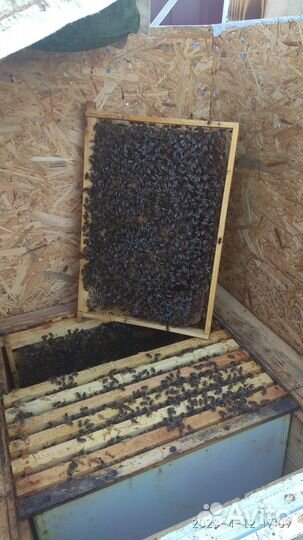 Пчелопакеты бакфаст