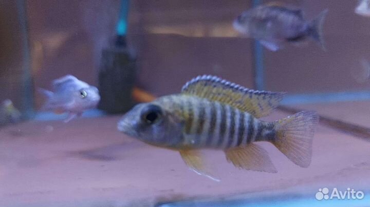 Аулонокара бенша цихлида озера Малави