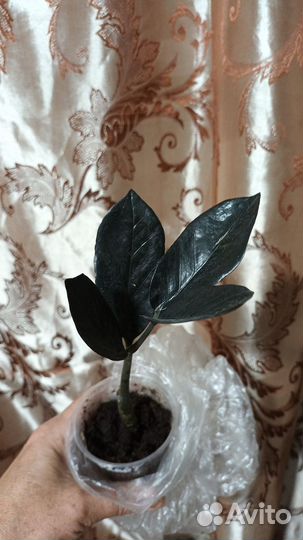 Замиокулькас