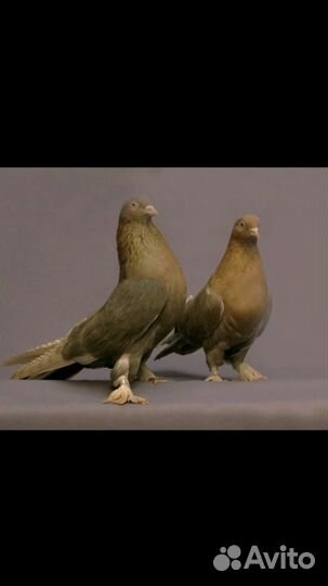 Николаевские голуби