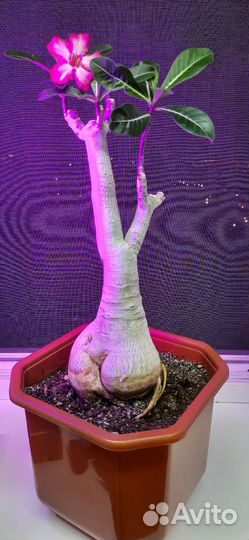 Домашнее растение Адениум