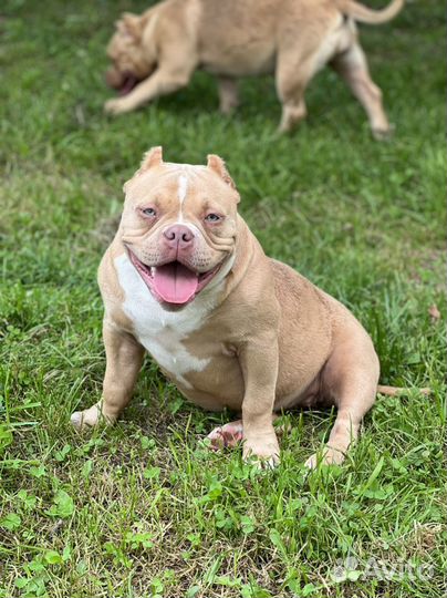 Красавица булли Аврора