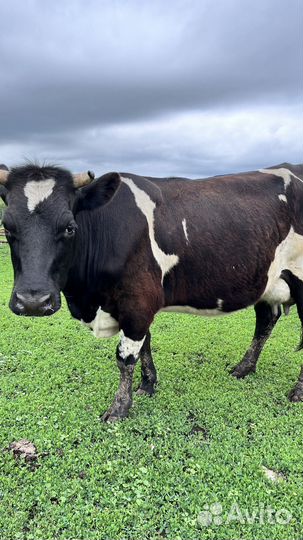 Корова дойная, 15л молока в день (1 отел)