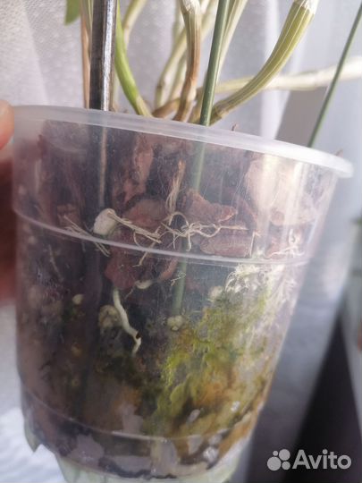 Орхидея Dendrobium transparens