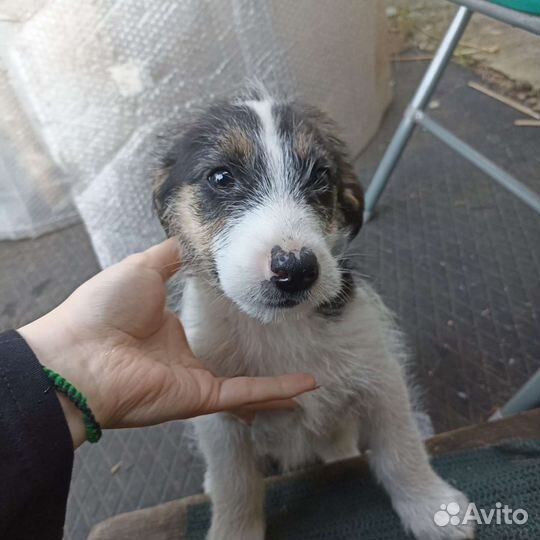 Щенки дворняжки